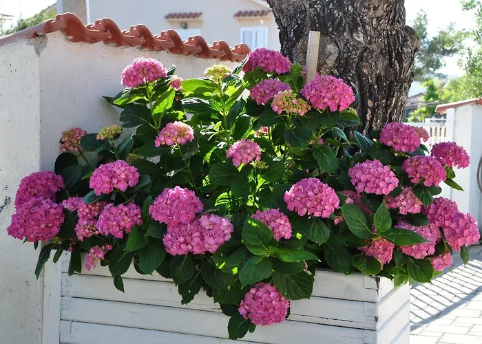 Radoslava アパート